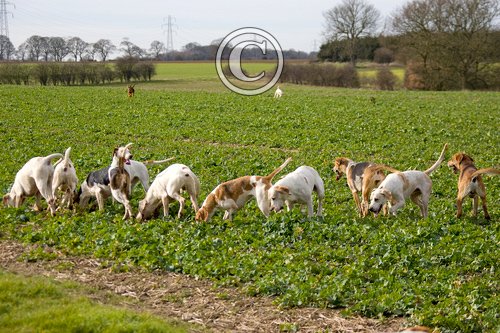 Fox Hounds Working DM0231